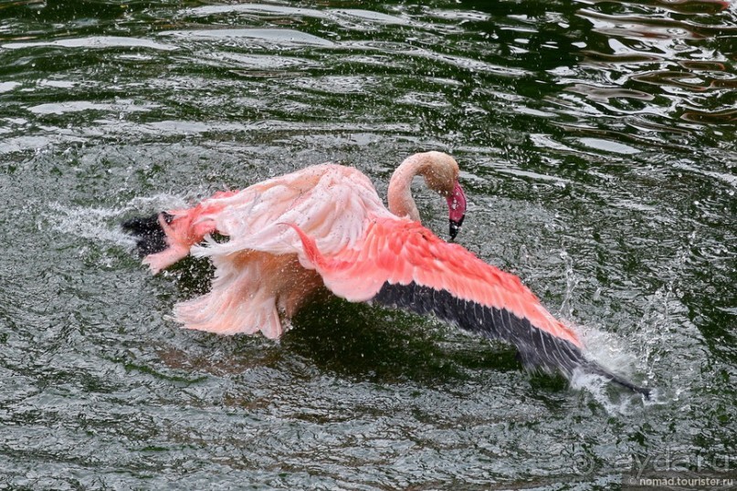 Альбом отзыва "Мой дорогой Гонконг..."
