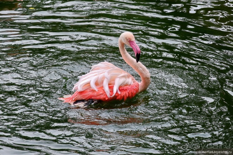 Альбом отзыва "Мой дорогой Гонконг..."