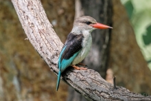 Африканское ралли. Часть 10. Малави.