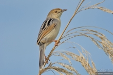 Африканское ралли. Часть 10. Малави.