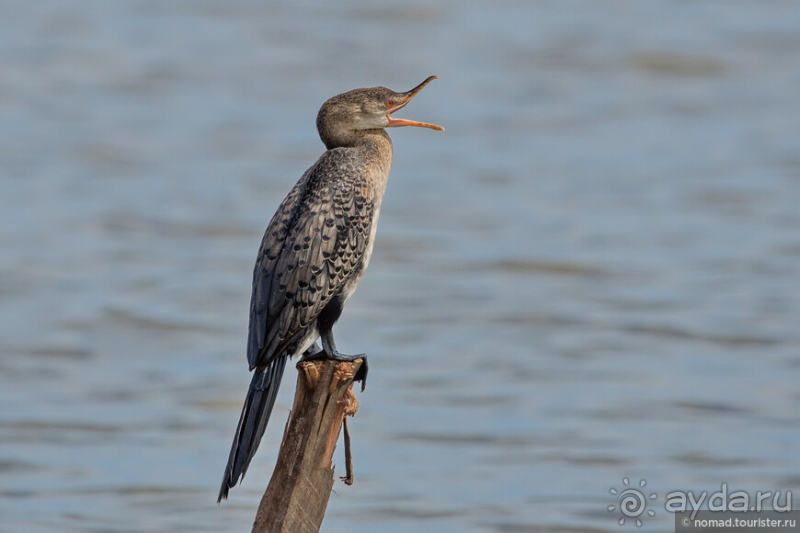 Африканское ралли. Часть 10. Малави.