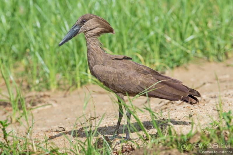 Африканское ралли. Часть 10. Малави.