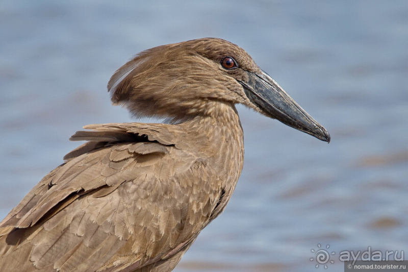 Африканское ралли. Часть 10. Малави.