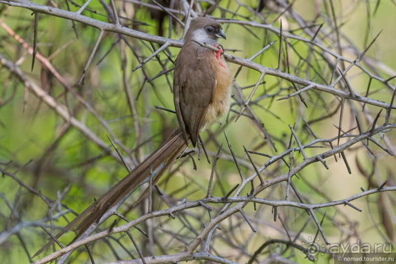 Африканское ралли. Часть 10. Малави.