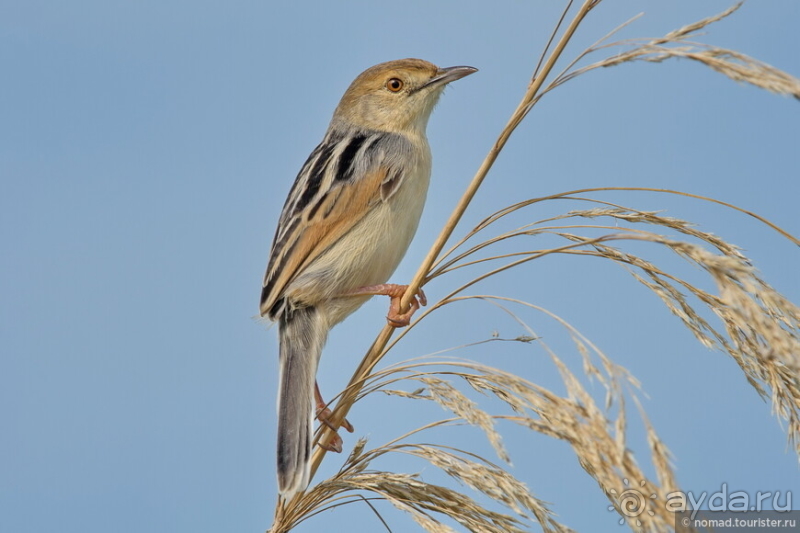 Африканское ралли. Часть 10. Малави.