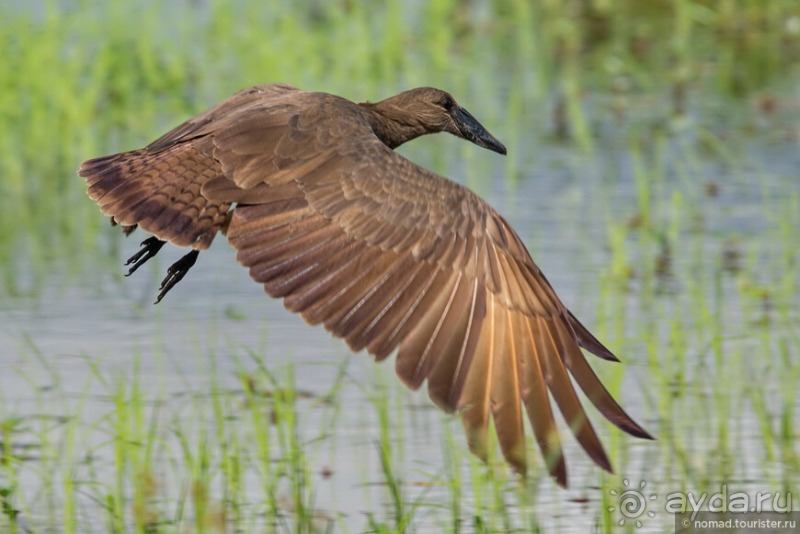 Африканское ралли. Часть 10. Малави.