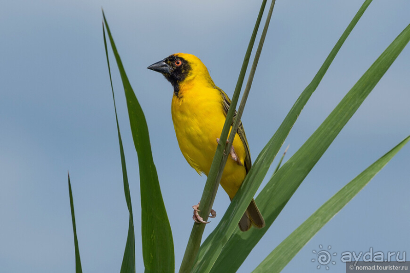 Африканское ралли. Часть 10. Малави.