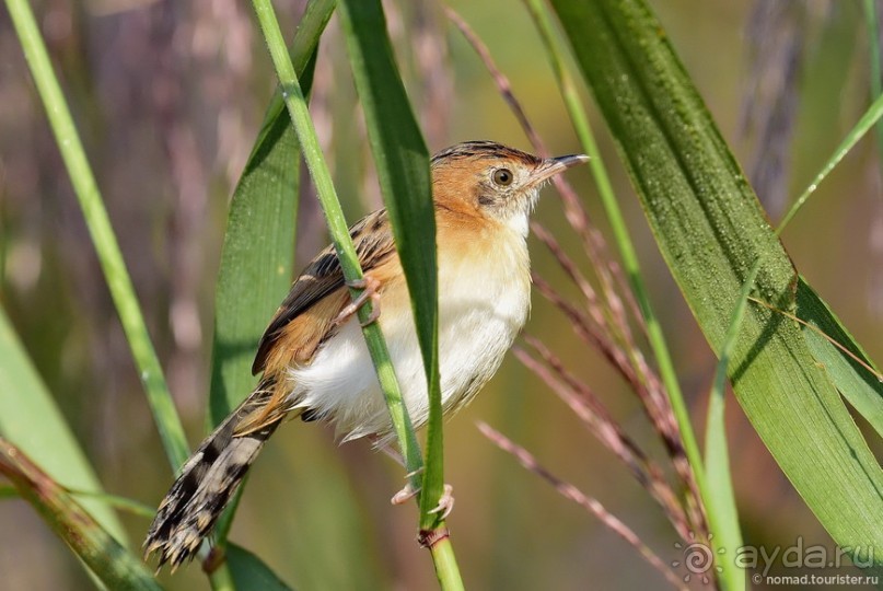 ТАИЛАНДиЯ. Часть 3