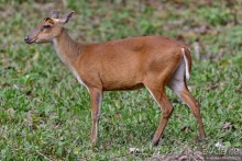 ТАИЛАНДиЯ. Часть 3