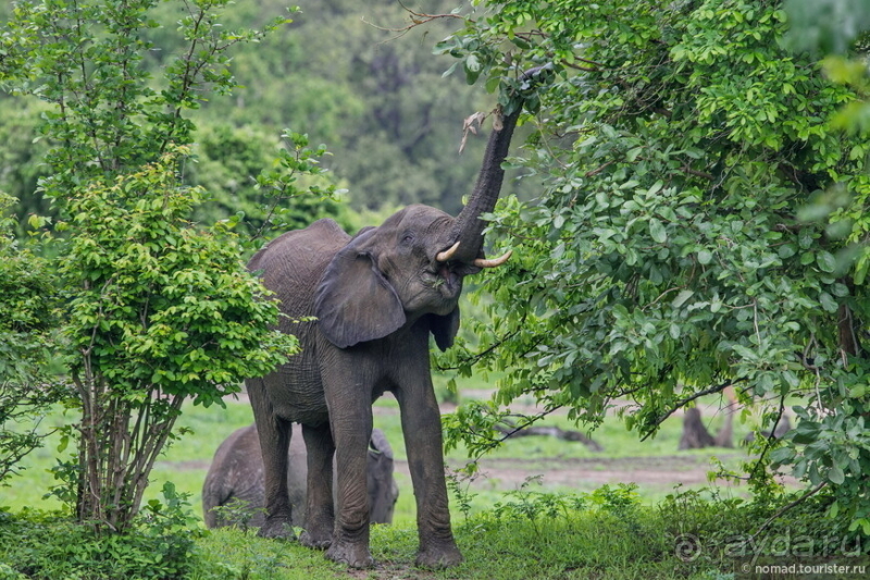 Африканское ралли. Часть 9. Замбия.