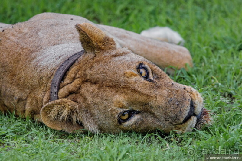 Африканское ралли. Часть 9. Замбия.