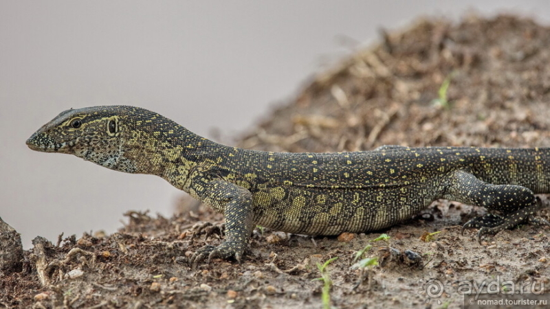 Африканское ралли. Часть 9. Замбия.