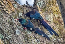 Африканское ралли. Часть 9. Замбия.