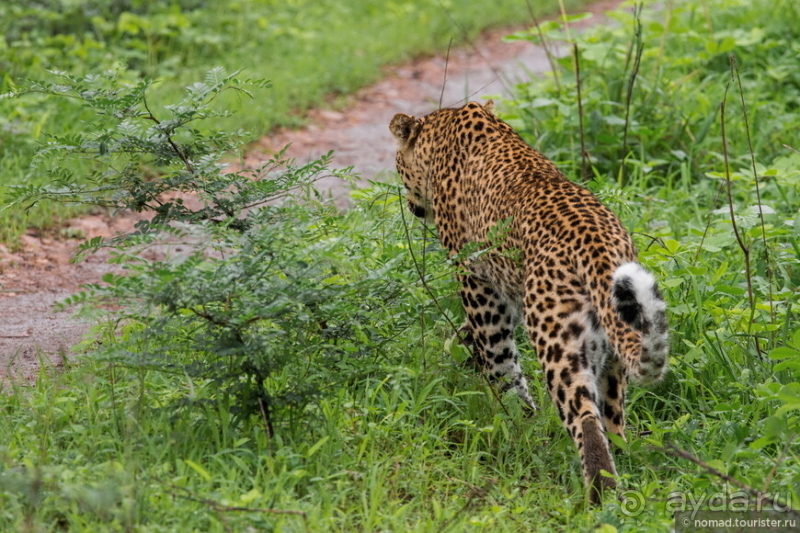 Африканское ралли. Часть 9. Замбия.