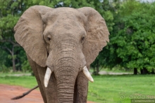 Африканское ралли. Часть 9. Замбия.