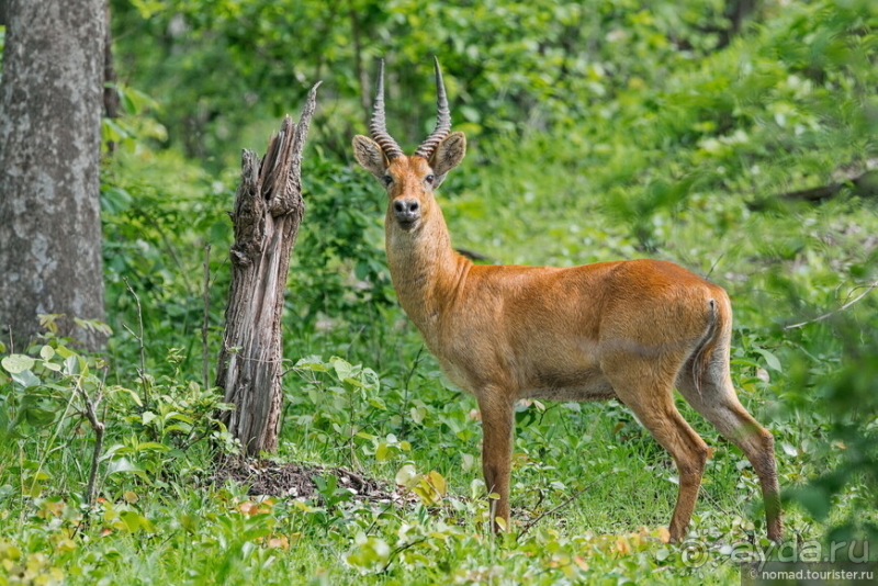 Африканское ралли. Часть 9. Замбия.