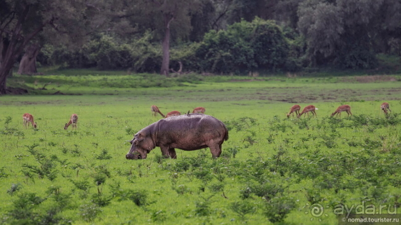 Африканское ралли. Часть 9. Замбия.