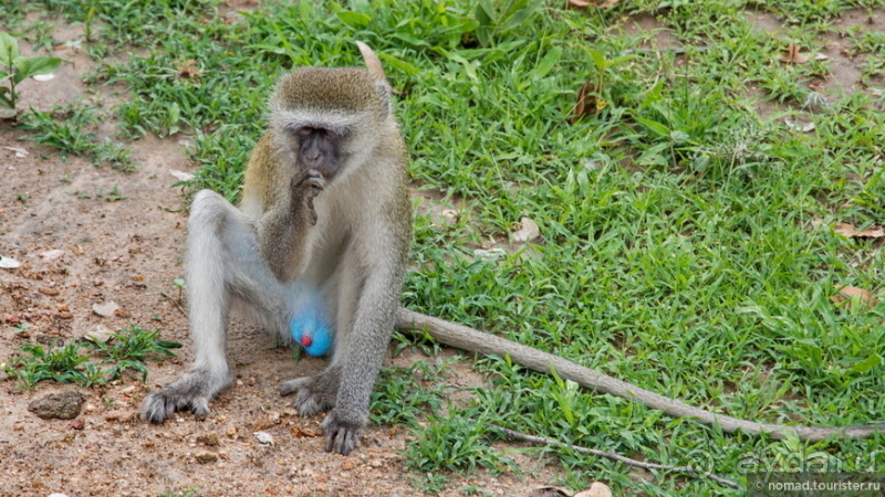 Африканское ралли. Часть 9. Замбия.