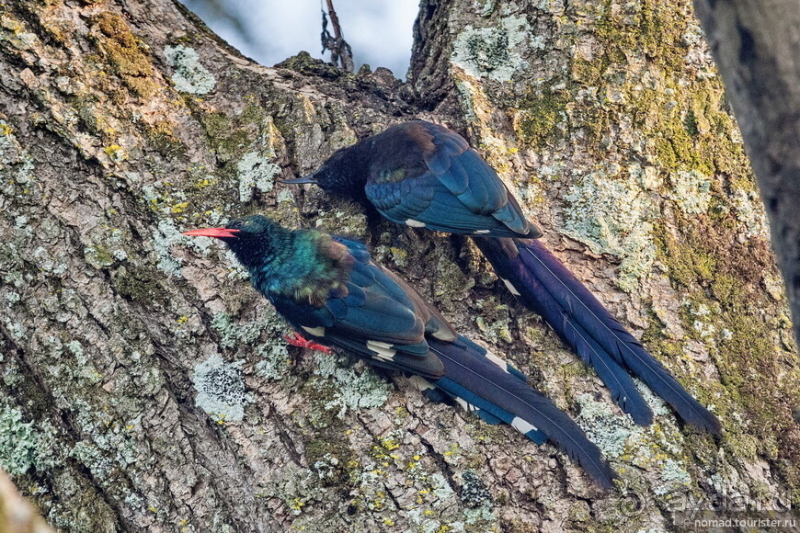 Африканское ралли. Часть 9. Замбия.