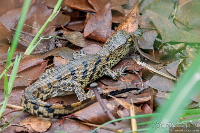 Африканское ралли. Часть 9. Замбия.