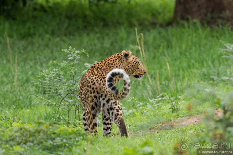 Африканское ралли. Часть 9. Замбия.