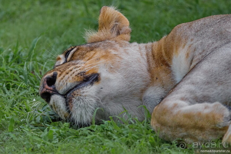 Африканское ралли. Часть 9. Замбия.