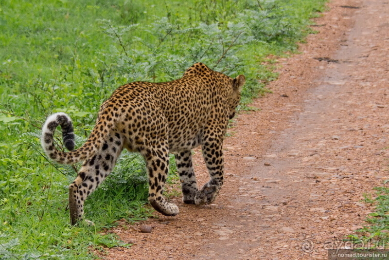 Африканское ралли. Часть 9. Замбия.