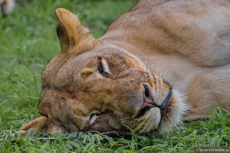 Африканское ралли. Часть 9. Замбия.