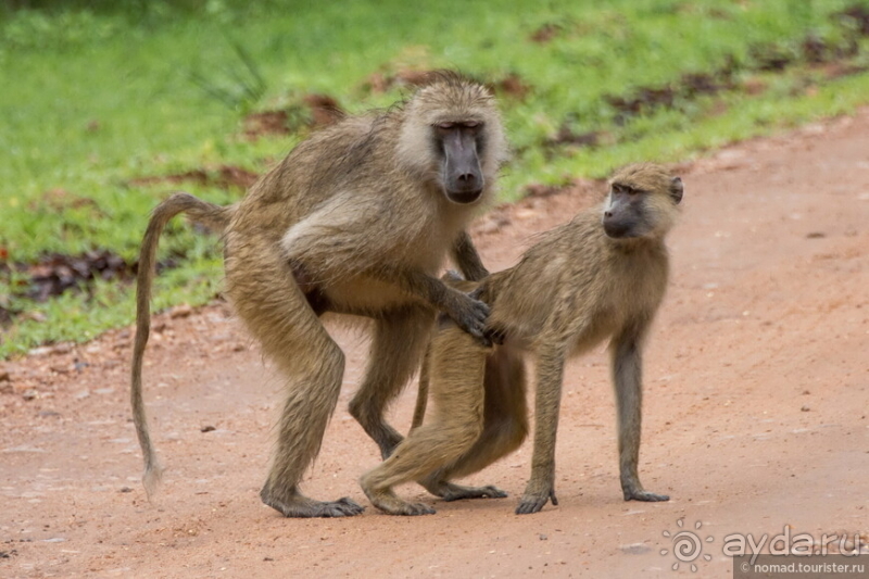 Африканское ралли. Часть 9. Замбия.