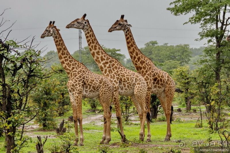 Африканское ралли. Часть 9. Замбия.