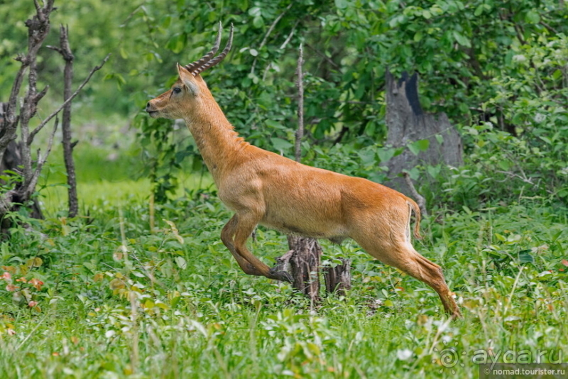 Африканское ралли. Часть 9. Замбия.