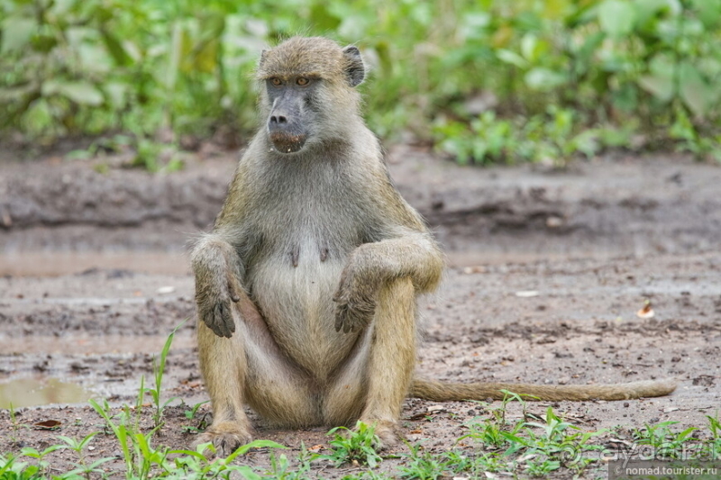 Африканское ралли. Часть 9. Замбия.