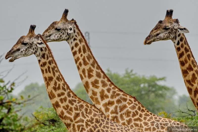 Африканское ралли. Часть 9. Замбия.