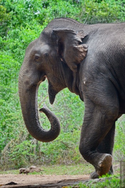 Цейлон на троих. Часть 7