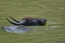 Цейлон на троих. Часть 7