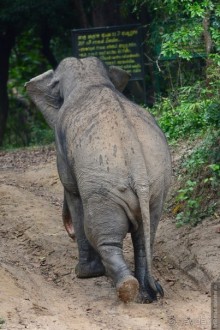 Цейлон на троих. Часть 7