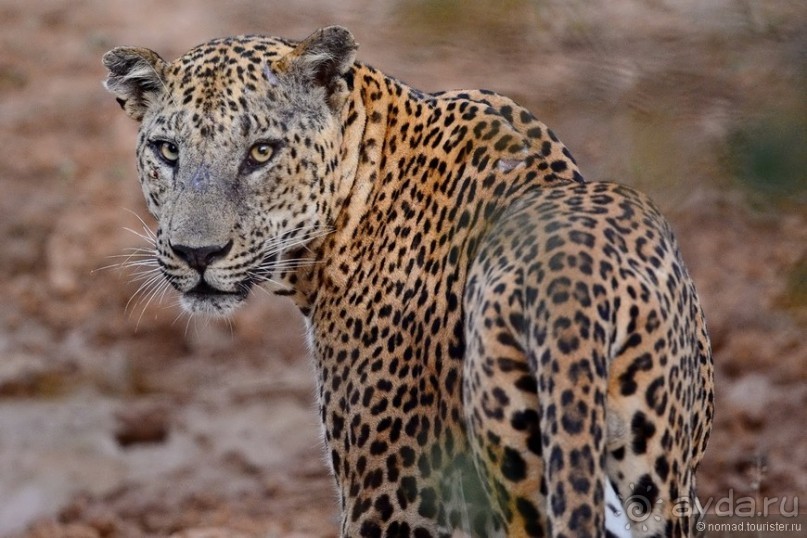 Цейлон на троих. Часть 7