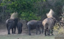 Цейлон на троих. Часть 7