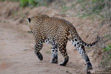 Цейлон на троих. Часть 7