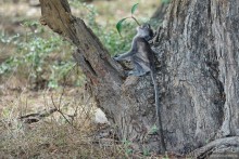 Цейлон на троих. Часть 7