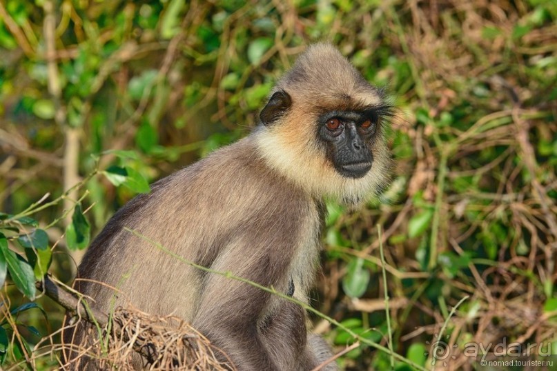 Цейлон на троих. Часть 7
