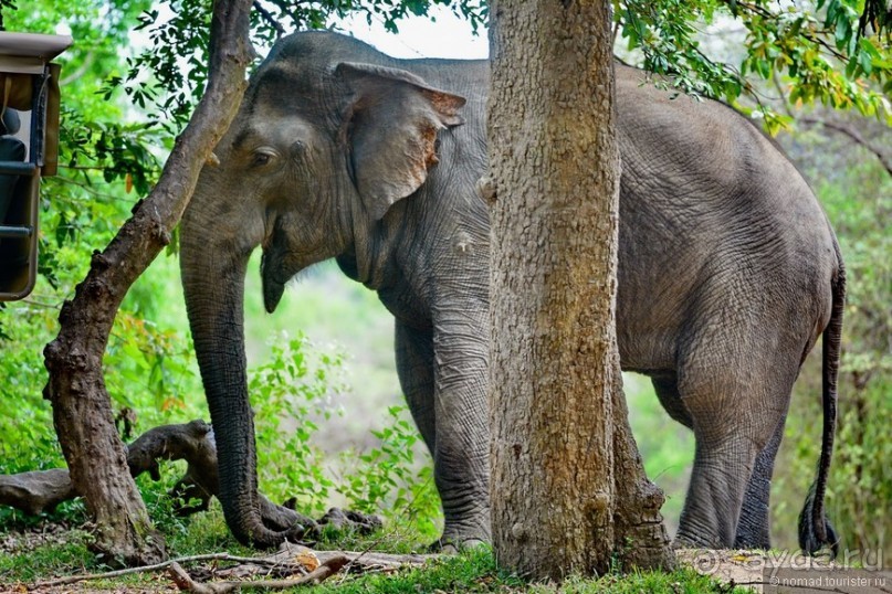 Цейлон на троих. Часть 7