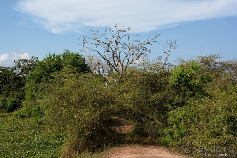 Цейлон на троих. Часть 7