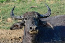 Цейлон на троих. Часть 7