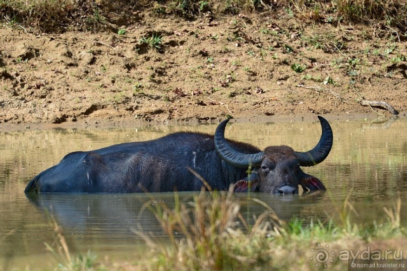 Цейлон на троих. Часть 7