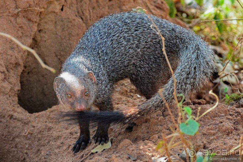 Цейлон на троих. Часть 7