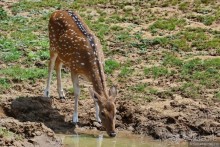 Цейлон на троих. Часть 7