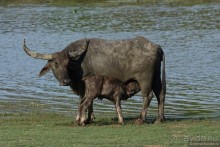 Цейлон на троих. Часть 7