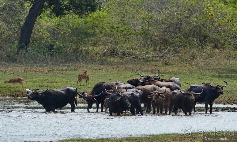Цейлон на троих. Часть 7