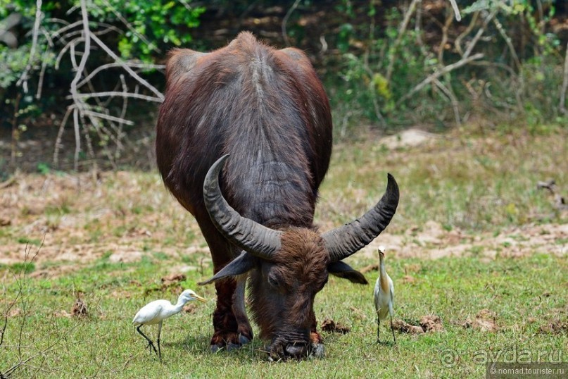 Цейлон на троих. Часть 7